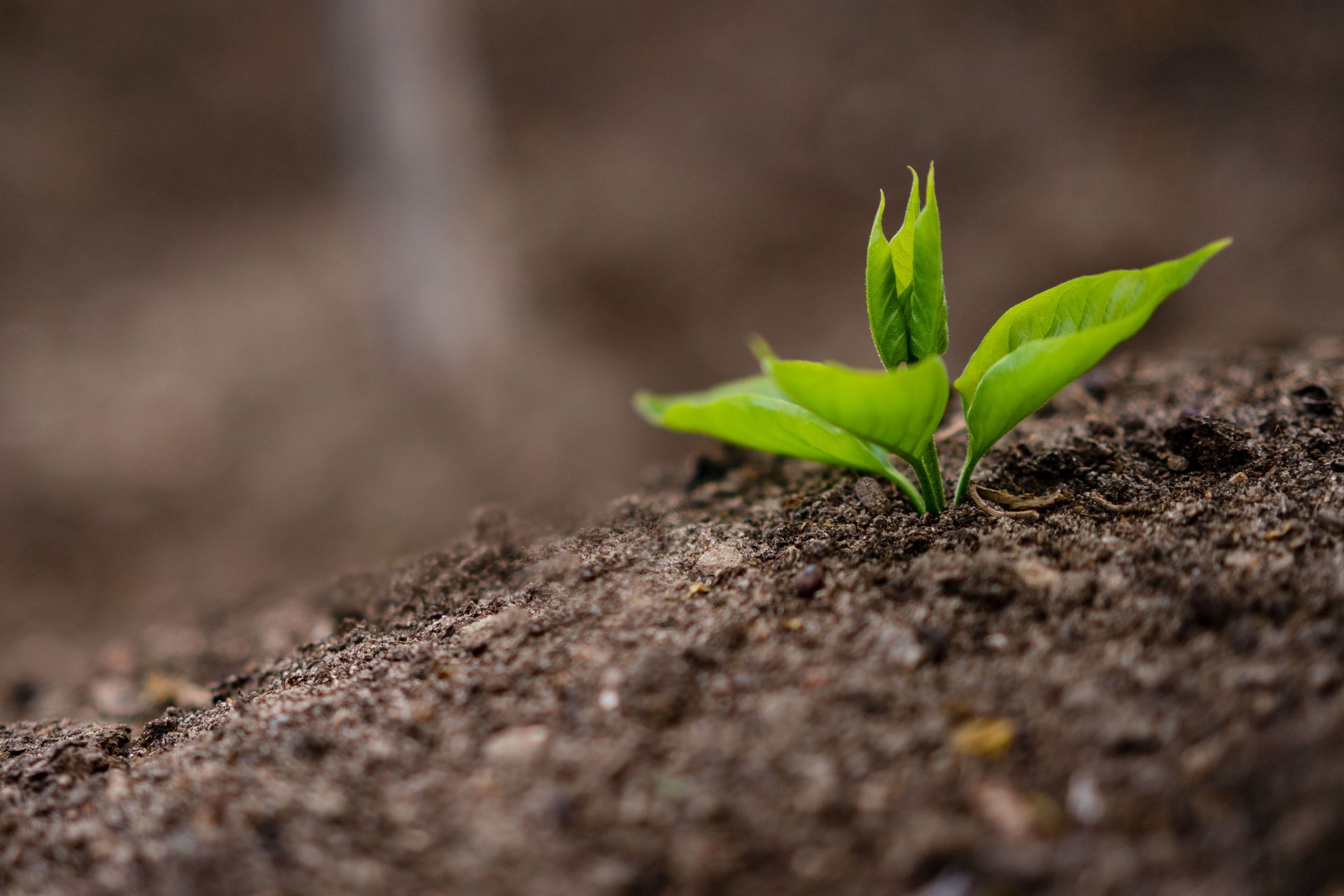 Tiny sprig with green leaves growing on fertile soil in field in farm
