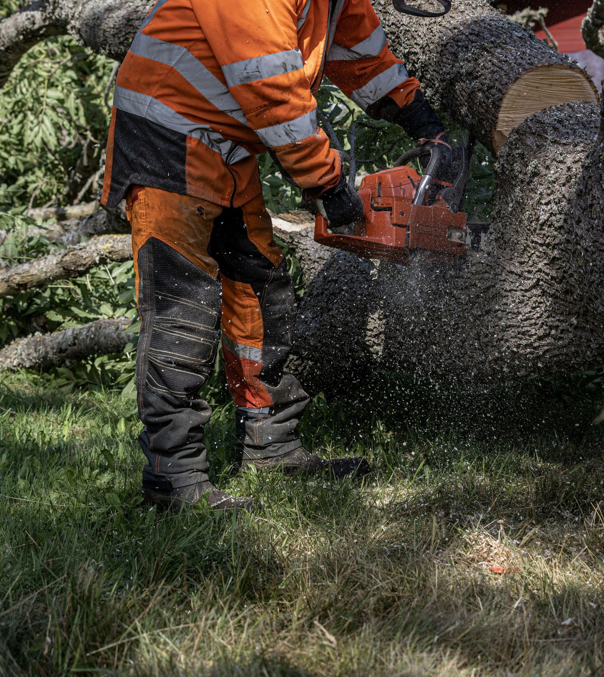 A lumberjack cuts a tree with a chainsaw.