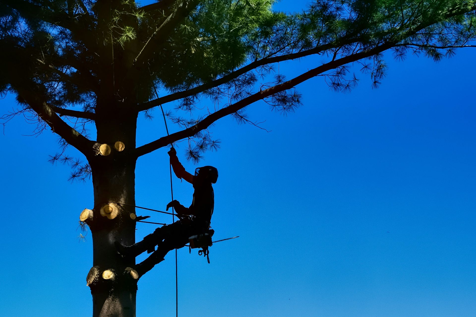 man in black jacket and pants on tree branch during daytime