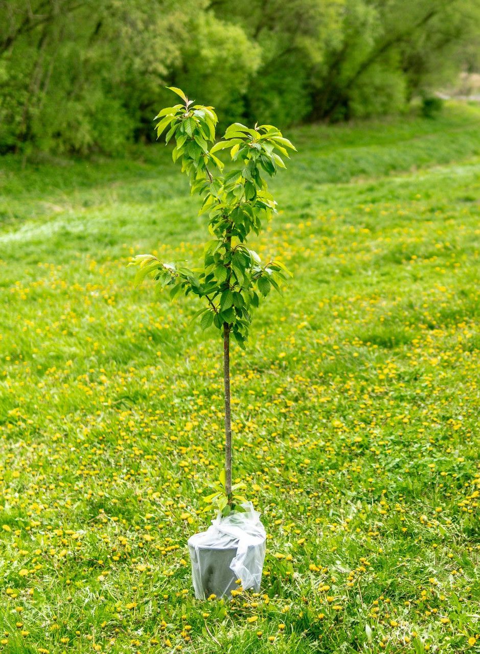 green plant on white plastic bag