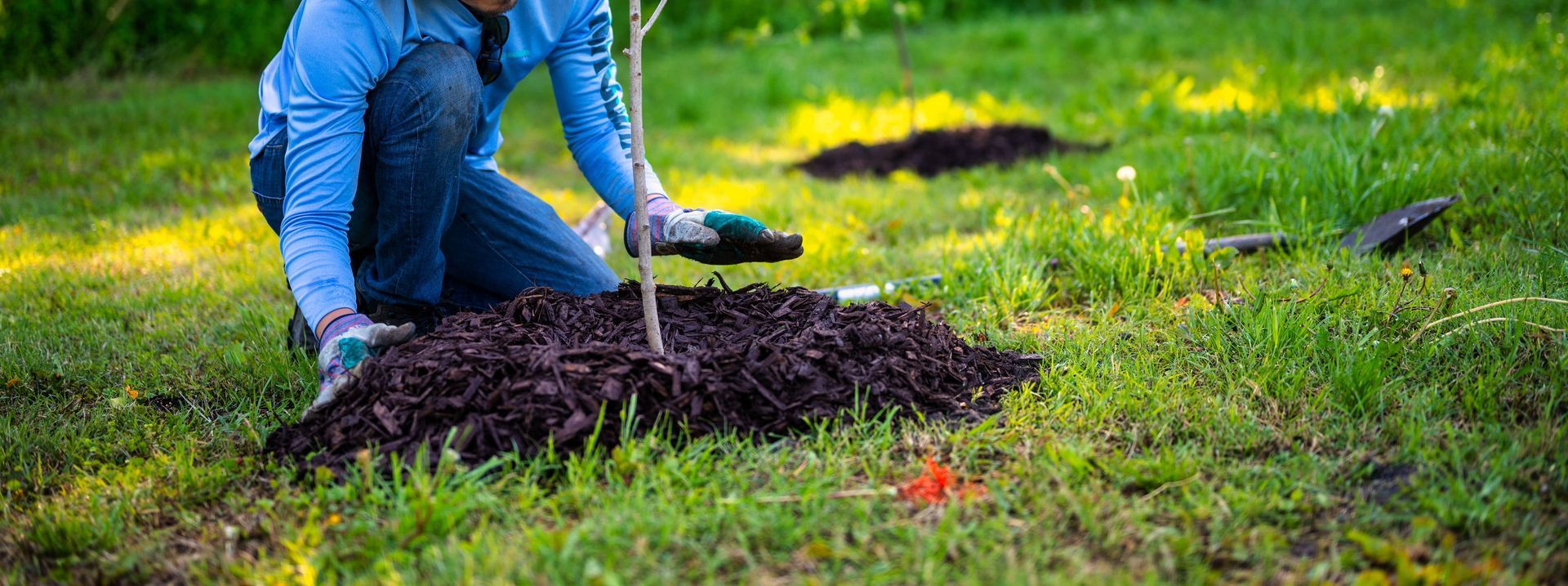 A person in a garden planting a young tree under bright sunlight, showcasing gardening efforts and nature's growth.