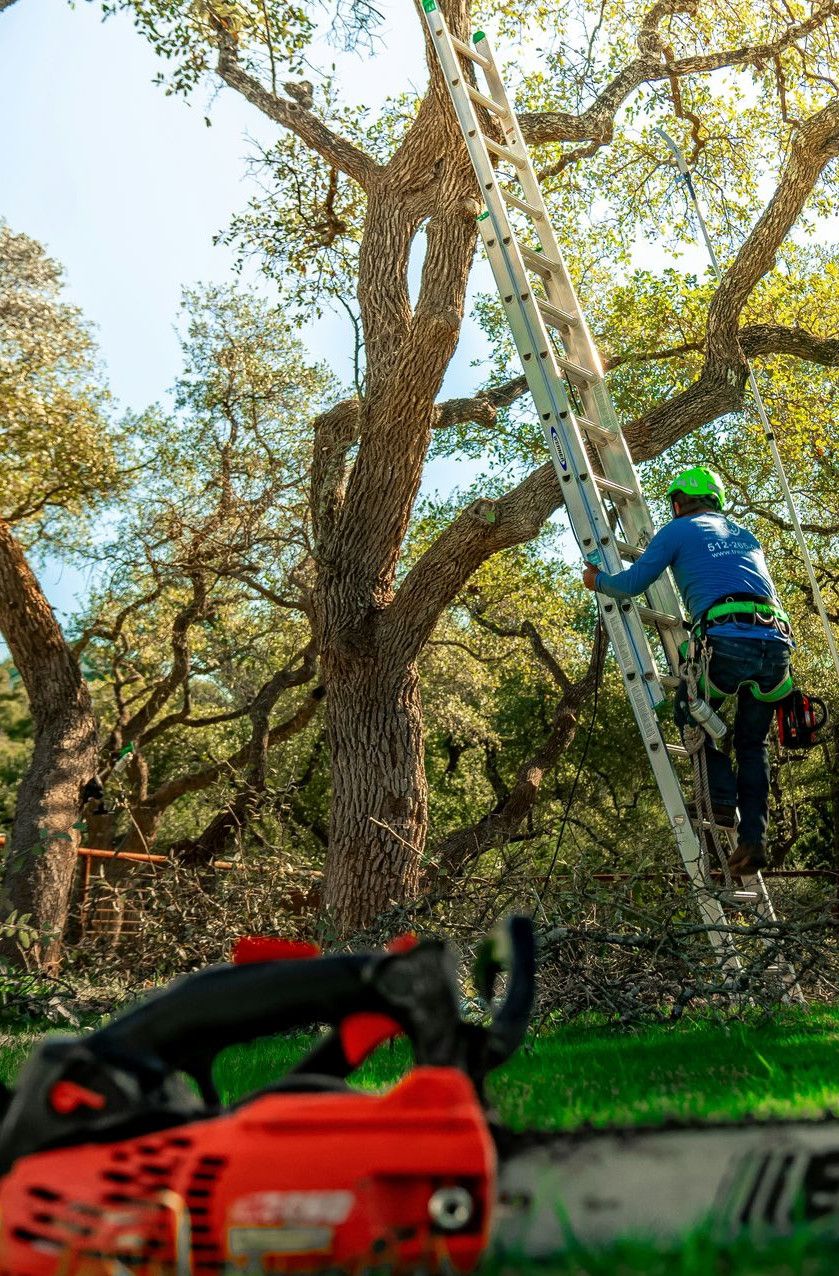 A tree arborist is climbing a ladder to trim branches.