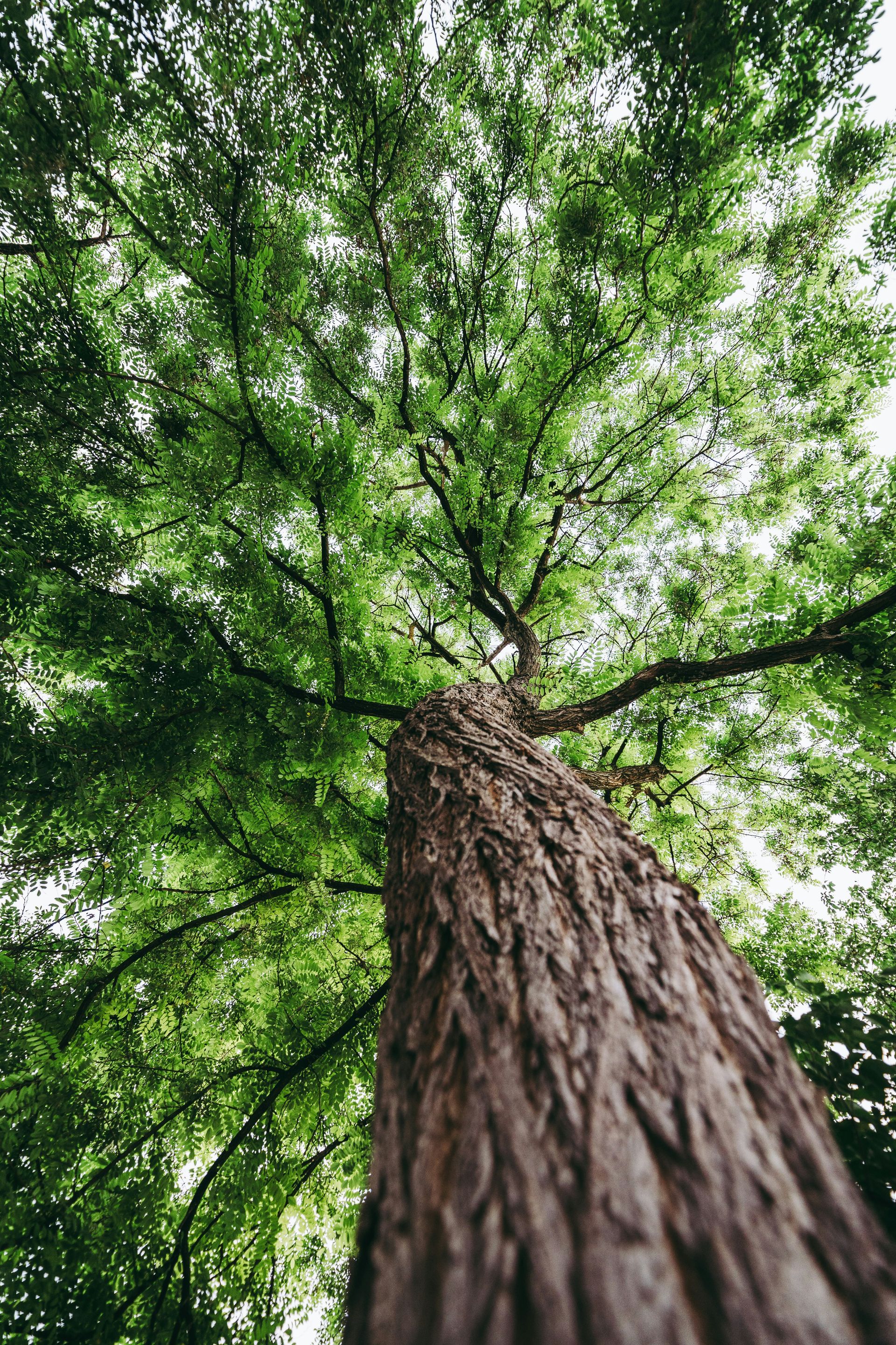 green leafed tree